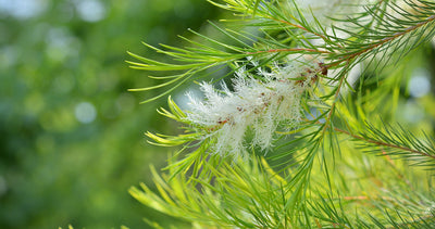 Tea Tree
